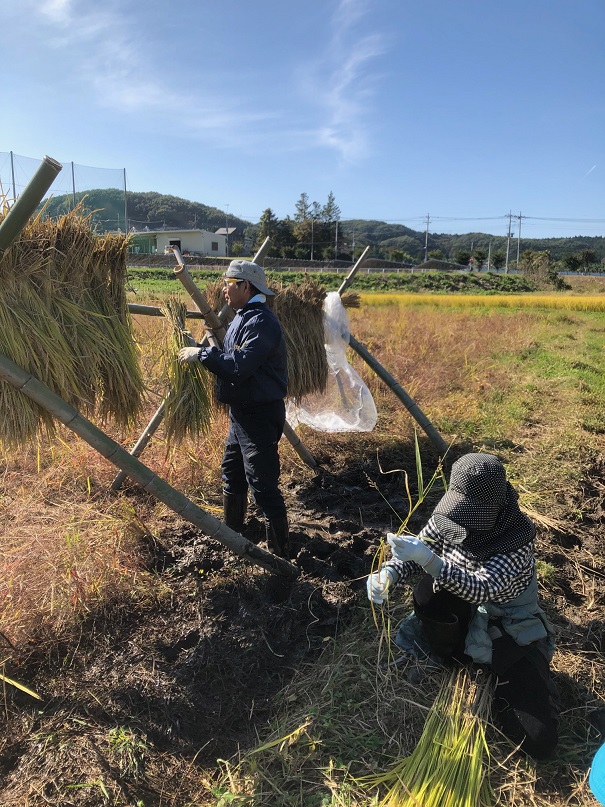 稲架掛け